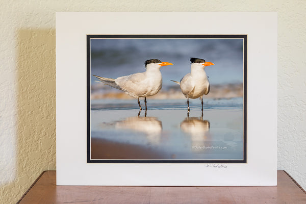 It's believed that Royal Turns mate for life. The male feeds the female during courtship. This pair of Royal Turns was photographed on the beach in Corolla, NC and has been banded to help ornithologist figure out how long they live and where they go. The oldest recorded Royal Tern was at least 30 years old. It was banded in North Carolina and found in Belize.