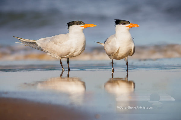 It's believed that Royal Turns mate for life. The male feeds the female during courtship. This pair of Royal Turns was photographed on the beach in Corolla, NC and has been banded to help ornithologist figure out how long they live and where they go. The oldest recorded Royal Tern was at least 30 years old. It was banded in North Carolina and found in Belize.