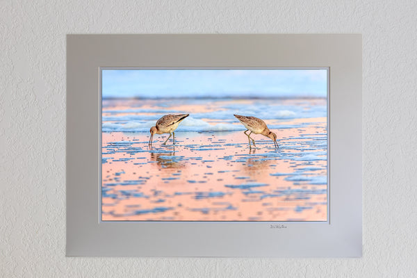 13 x 19 luster print in 18 x 24 ivory mat of Two Willits back to back searching for food at sunrise on a Nags Head beach at the Outer Banks, NC.