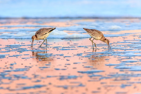 Two Willits back to back searching for food at sunrise on a Nags Head beach at the Outer Banks, NC.