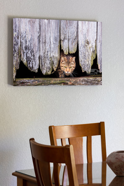 20 x 30 canvas wrap of Stray tabby cat coming out of a hole in the side of a barn in Avon on Hatteras Island, NC.
