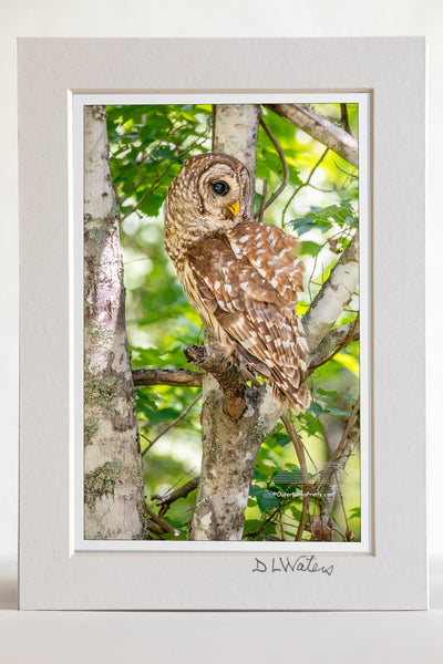 4 x 6 luster print in a 5 x 7 ivory mat of  This Barred owl was Photographed at Alligator Wildlife Refuge, about a half hour west of the beach off of highway 64.