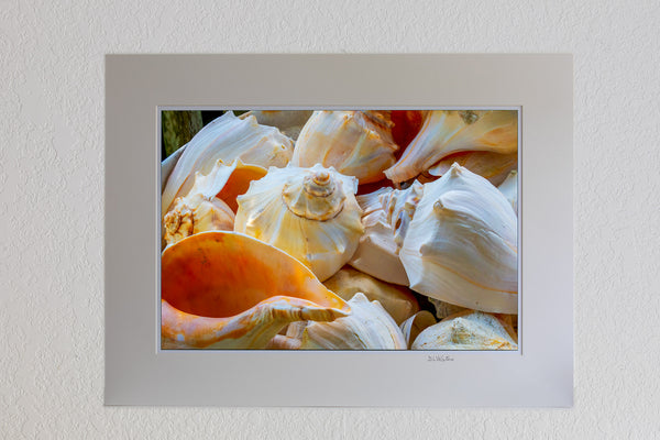 Basket of Welk shells at Ocracoke Island, Outer Banks, NC.