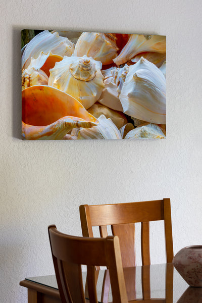 Basket of Welk shells at Ocracoke Island, Outer Banks, NC.
