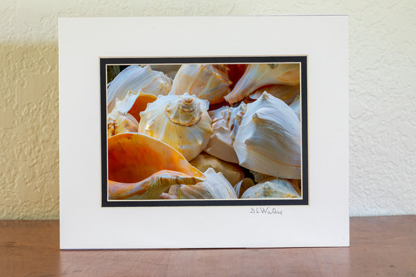 Basket of Welk shells at Ocracoke Island, Outer Banks, NC.