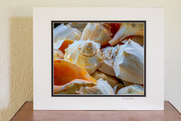 Basket of Welk shells at Ocracoke Island, Outer Banks, NC.