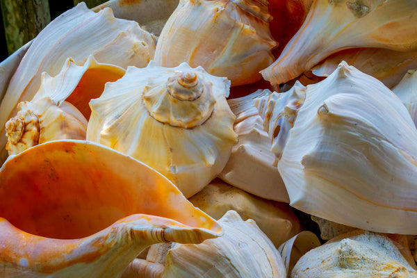 Basket of Welk shells at Ocracoke Island, Outer Banks, NC.