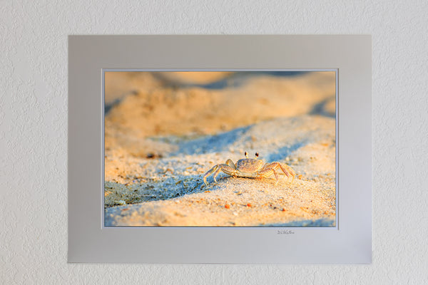13 x 19 luster print in 18 x 24 ivory mat of Close-up of Outer Banks ghost crab photographed at Coquina Beach on the Outer Banks of NC.