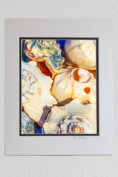 Stacked up Whelk shells at Avalon Fishing Pier on the Outer Banks.