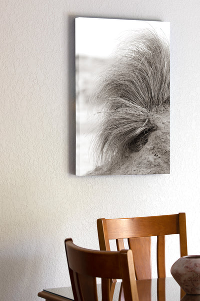 High key Black and white photo with a slight Sepia tone tint of beach grass hanging onto a small sand dune at Oregon Inlet Campground Cape Hatteras National Seashore on the Outer Banks in NC.
