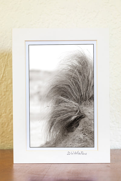 High key Black and white photo with a slight Sepia tone tint of beach grass hanging onto a small sand dune at Oregon Inlet Campground Cape Hatteras National Seashore on the Outer Banks in NC.