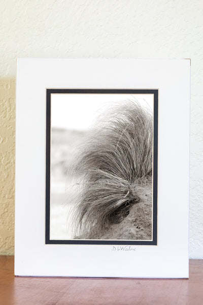 High key Black and white photo with a slight Sepia tone tint of beach grass hanging onto a small sand dune at Oregon Inlet Campground Cape Hatteras National Seashore on the Outer Banks in NC.