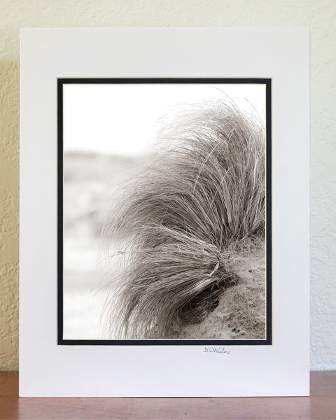 High key Black and white photo with a slight Sepia tone tint of beach grass hanging onto a small sand dune at Oregon Inlet Campground Cape Hatteras National Seashore on the Outer Banks in NC.