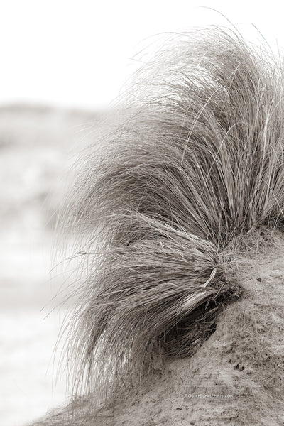 High key Black and white photo with a slight Sepia tone tint of beach grass hanging onto a small sand dune at Oregon Inlet Campground Cape Hatteras National Seashore on the Outer Banks in NC.