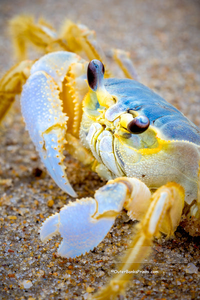 Picture of Outer Banks ghost crab at Duck, NCon the Outer Banks.