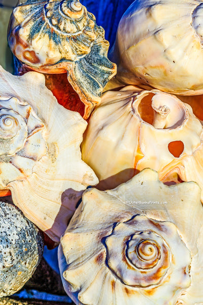 Stacked up Whelk shells at Avalon Fishing Pier on the Outer Banks.