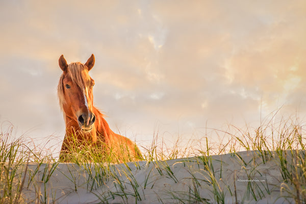 Better View Outer Banks Wild Horse
