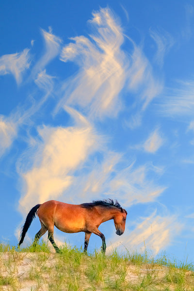 Wild horse and morning sky on top of a sand dune in Corolla NC on the Outer Banks.
