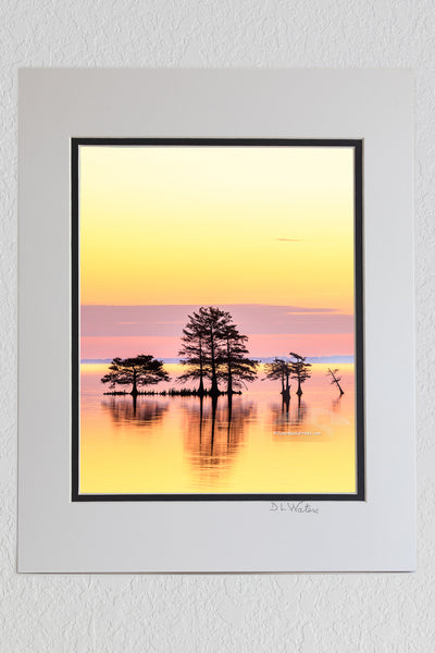 8 x 10 luster print in a 11 x 14 ivory and black double mat of A line of Cypress trees at sunrise in Lake Mattamuskeet, North Carolina.