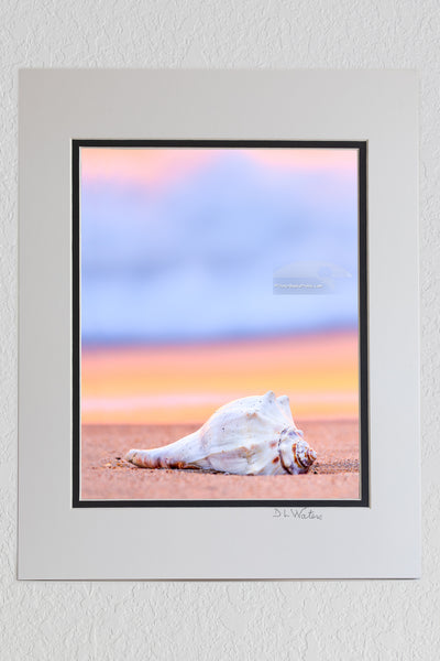 8 x 10 luster print in a 11 x 14 ivory and black double mat of I photographed the shell on the beach at Avalon Pier in Kitty Hawk North Carolina. The warm reflection of the sunrise in the surf contrasts nicely with the blue foam.