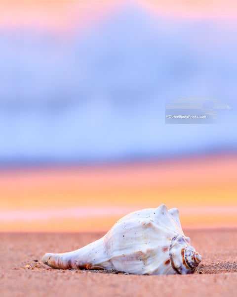 I photographed the shell on the beach at Avalon Pier in Kitty Hawk North Carolina. The warm reflection of the sunrise in the surf contrasts nicely with the blue foam.