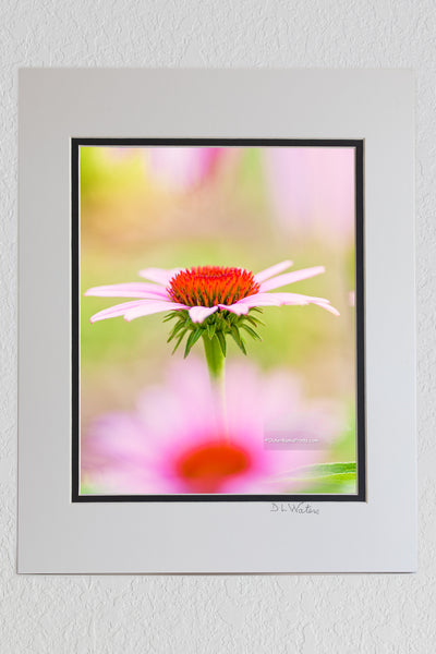 Center of Attention Outer Banks Beach