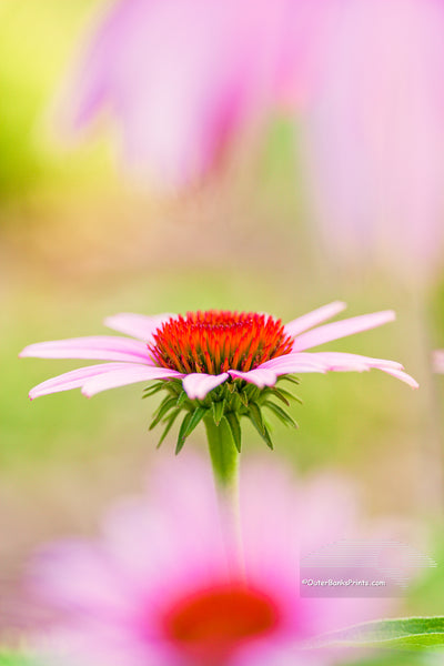 Center of Attention Outer Banks Beach