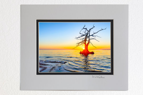 5 x 7 luster prints in a 8 x 10 ivory and black double mat of