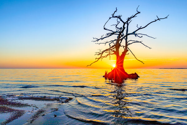 Cypress Sunbeam Outer Banks