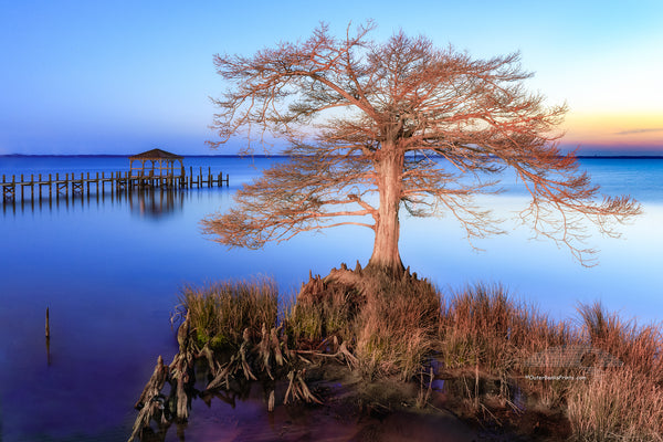Cypress tree at sunset along Duck, NC boardwalk on the Ouer Banks.