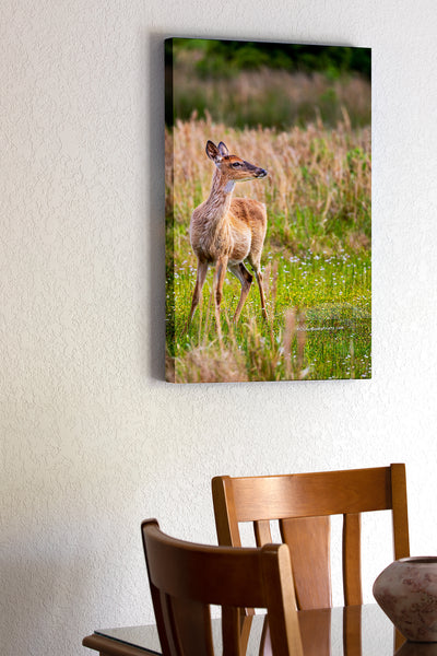 Doe in Spring Meadow Outer Banks Critters