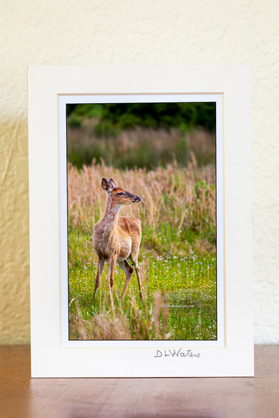 Doe in Spring Meadow Outer Banks Critters