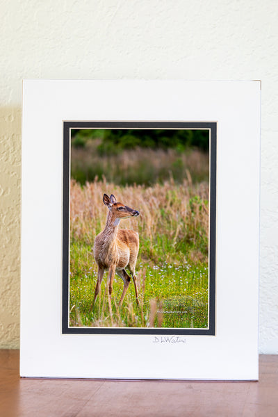 Doe in Spring Meadow Outer Banks Critters