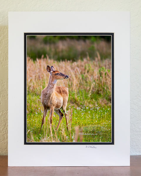 Doe in Spring Meadow Outer Banks Critters