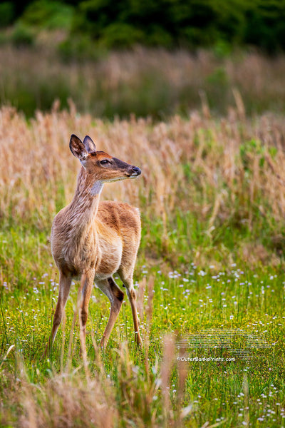 Doe in Spring Meadow Outer Banks Critters