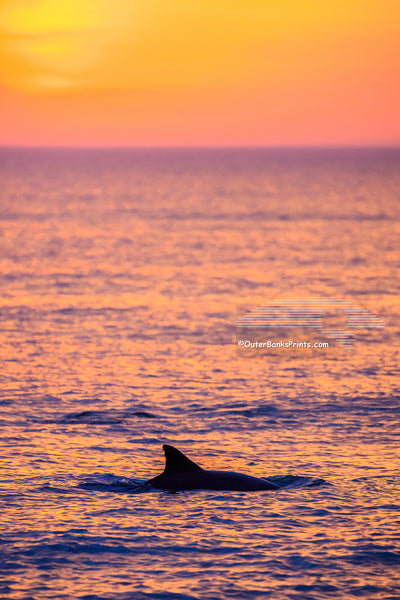 Dolphin cruising along the beach at Duck on the Outer Banks, NC.