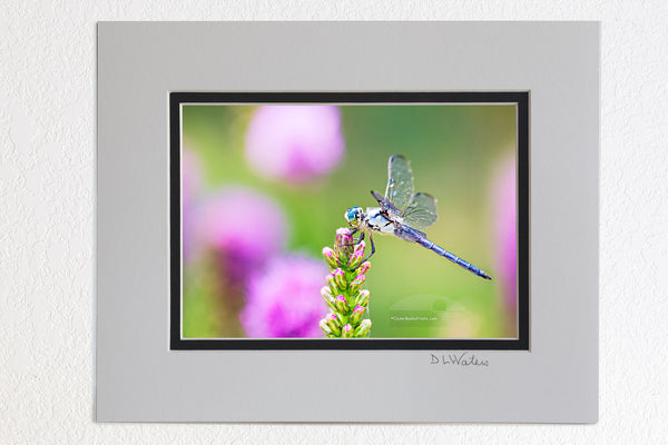 Dragonfly 5x7 in 8x10 mat Dragonflies, sometimes known as mosquito hawks, can eat hundreds of mosquitoes in one day.  They have six  legs like other insects but are unable to walk. Dragonflies have been around for the past 280 million years making them one of the most ancient insects.