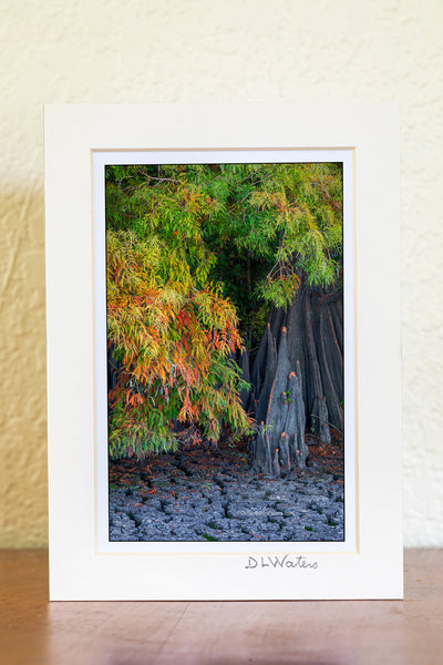 Fall at Lake Phelps vertical Outer Banks