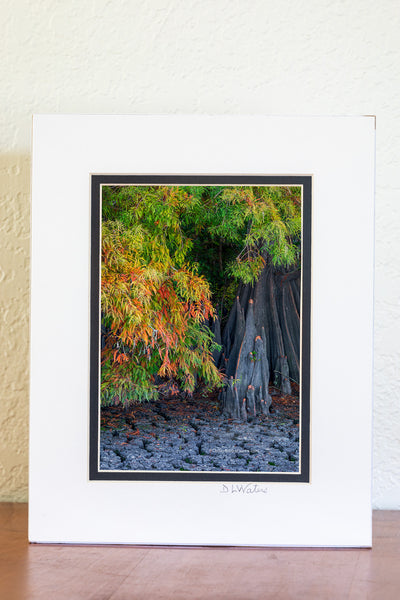Fall at Lake Phelps vertical Outer Banks