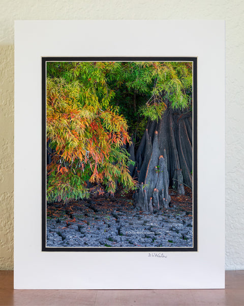 Fall at Lake Phelps vertical Outer Banks