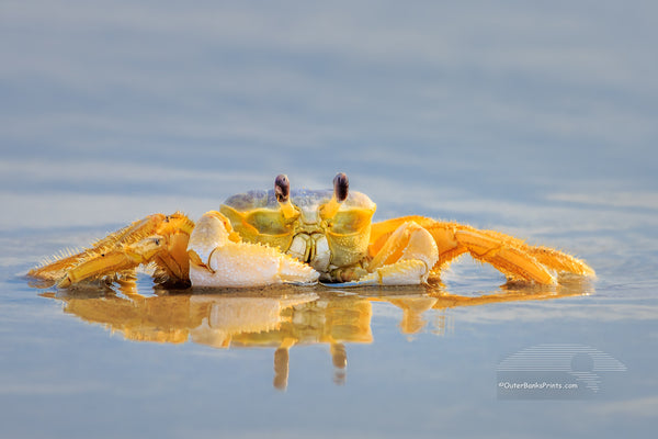 Ghost crab reflection on a Outer Banks beach in NC.