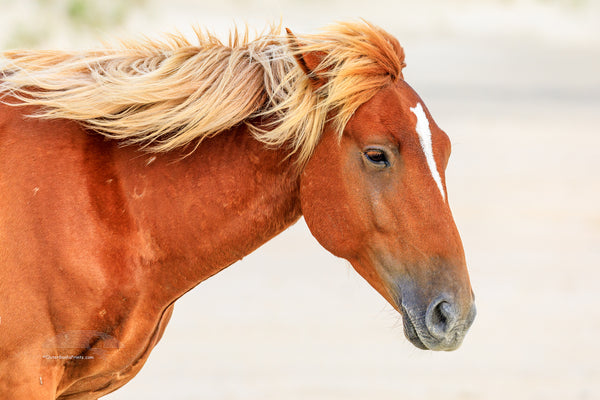 Wild horse on the beach in front of surf at sunrise in Corolla, NC on the Outer Banks.