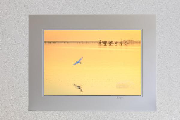 13 x 19 luster print in 18 x 24 ivory mat of Golden sunrise and a Great Egret in flight at Lake Mattamuskeet, eastern North Carolina.