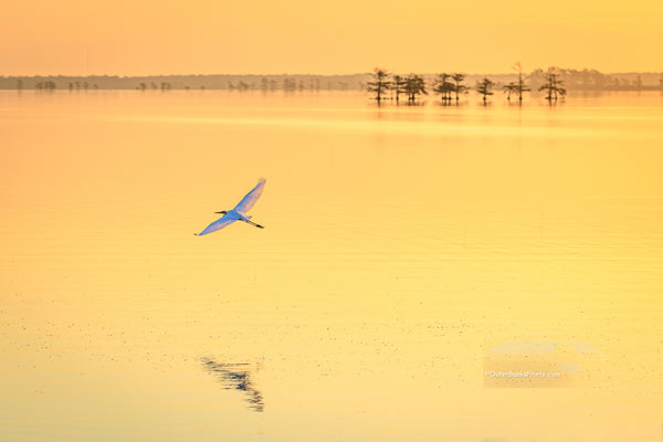 Golden sunrise and a Great Egret in flight at Lake Mattamuskeet, eastern North Carolina.