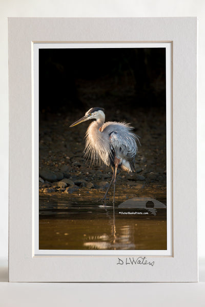 4 x 6 luster print in a 5 x 7 ivory mat of  Great Blue Heron in morning light against a shadowed backdrop.