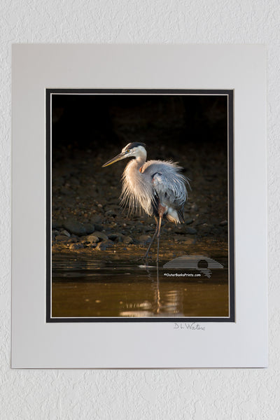 8 x 10 luster print in a 11 x 14 ivory and black double mat of Great Blue Heron in morning light against a shadowed backdrop.
