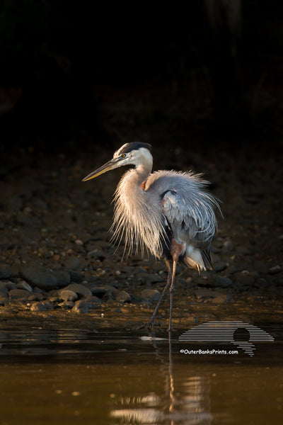 Great Blue Heron in morning light against a shadowed backdrop.