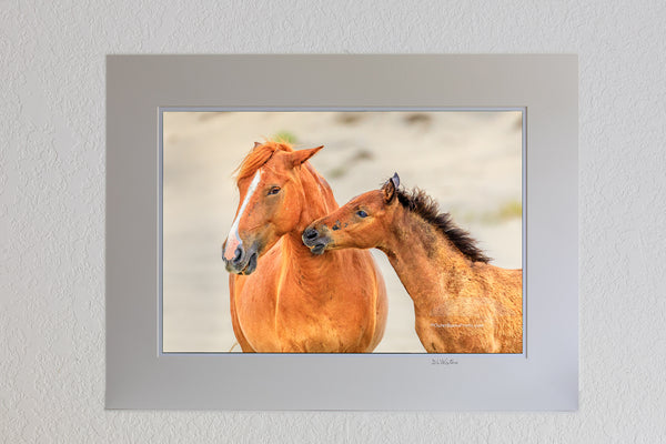 13 x 19 luster print in 18 x 24 ivory mat of A mother interacting with her colt in Carova Beach  on the Outer Banks of North Carolina.
