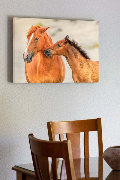 20"x30" x1.5" stretched canvas print hanging in the dining room of A mother interacting with her colt in Carova Beach  on the Outer Banks of North Carolina.