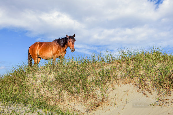Wild horse on top of a sand dune on the Outer Banks in Carova, NC.